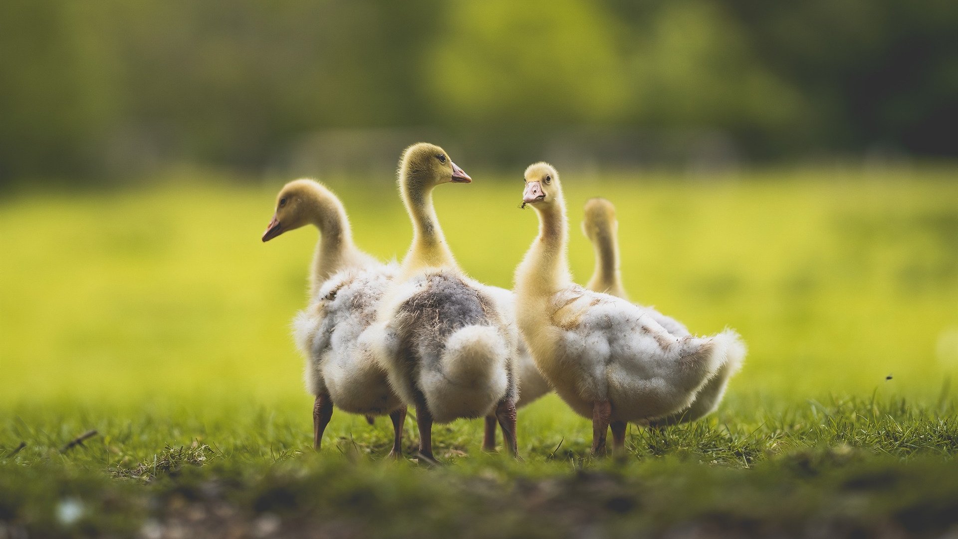 时空回响，当绿茵战术在F1赛道上重演