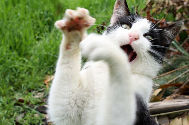 跨越太平洋的硬仗基因，从山西的团队铁血到福克斯的巨星接管