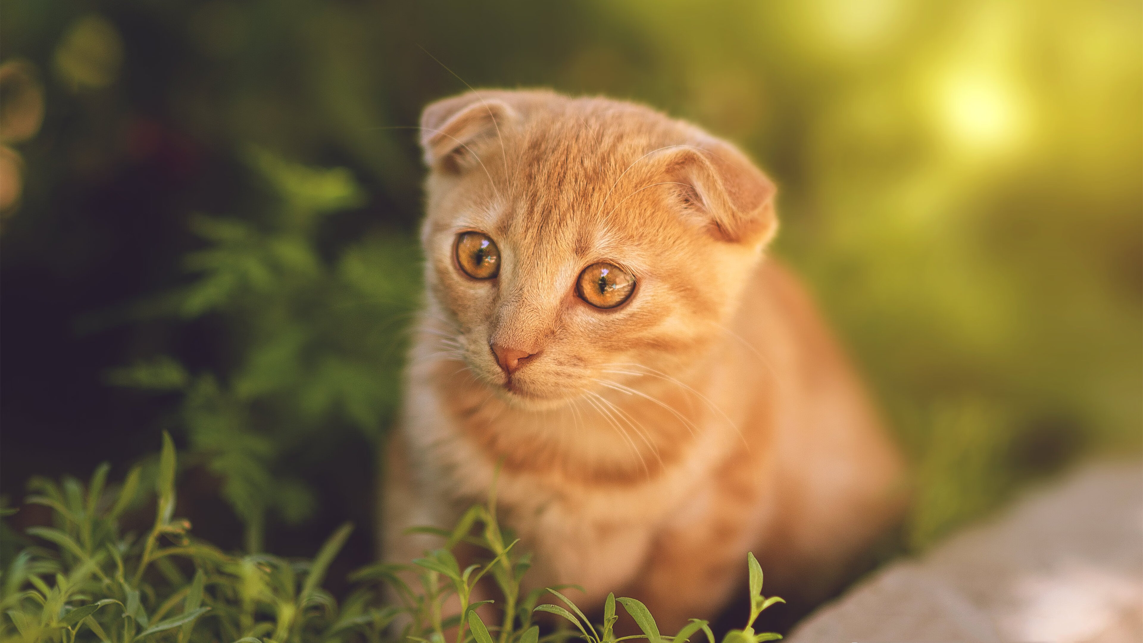 奥亚尔萨瓦尔之弦,克罗地亚以节奏踏碎希腊神话