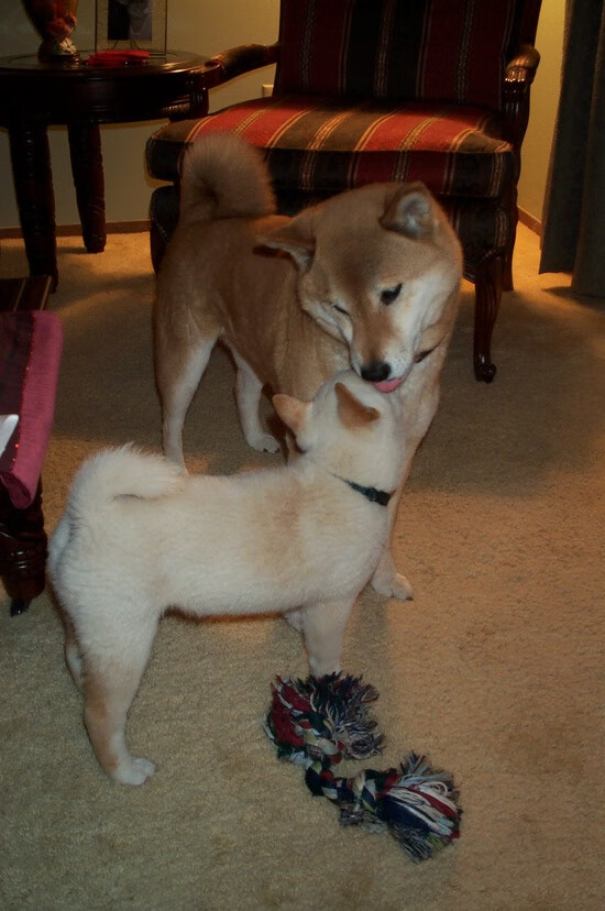 雷火电竞下载-一个亚洲人，如何统治了西非德比，当李刚仁在塞内加尔与几内亚的战场上起舞