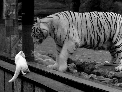 双星闪耀，当岭南绝杀遇见丹佛统治