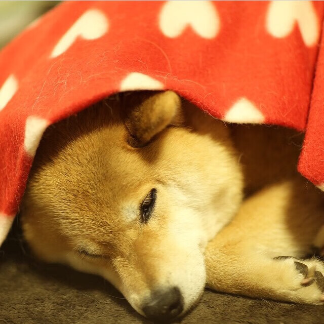 冰与火之歌，2026世界杯的惊天绝杀