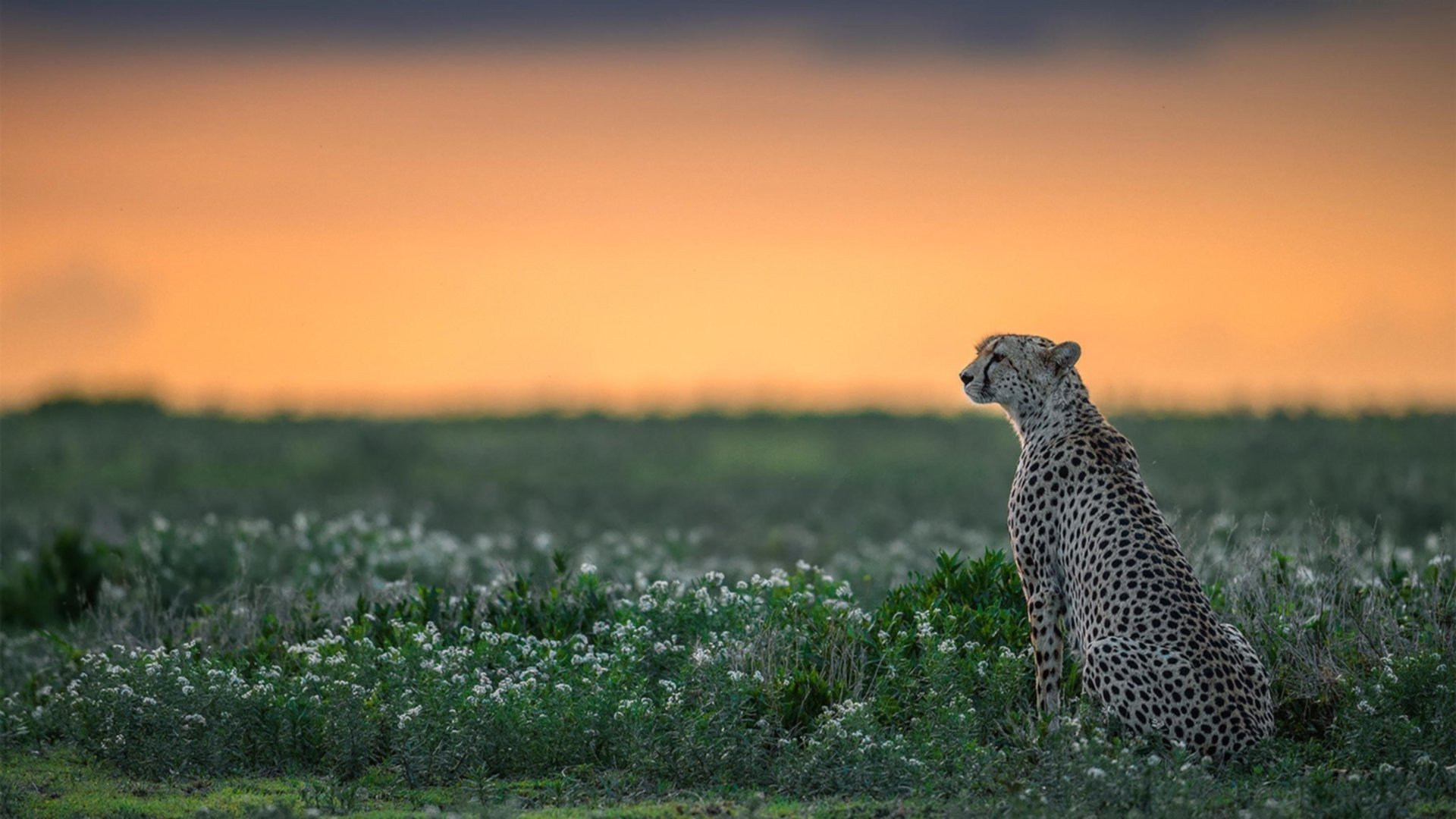 钢铁屏障与绝对领域,卡塞米罗如何让一场拉美对决变成个人统治宣言