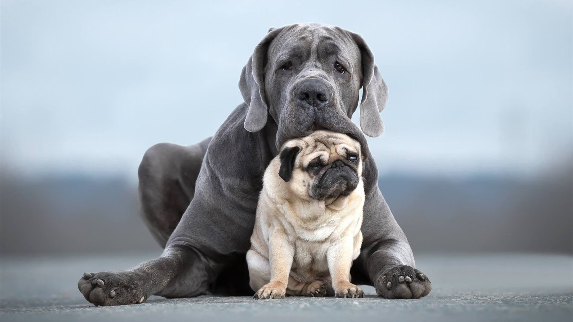 当钢铁巨兽遇见芭蕾舞者，拉梅洛在F1街道赛之夜的唯一性存在