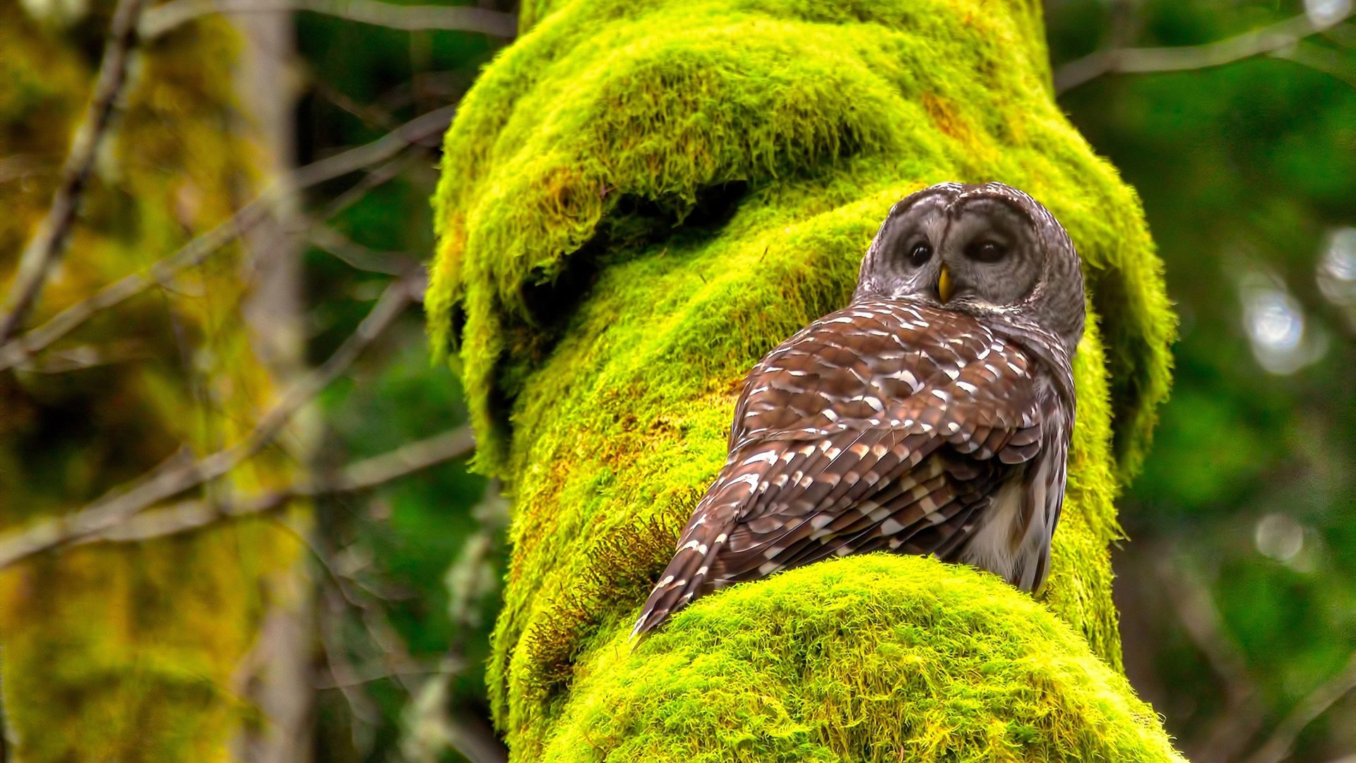 策略的盛宴，意志的鏖战