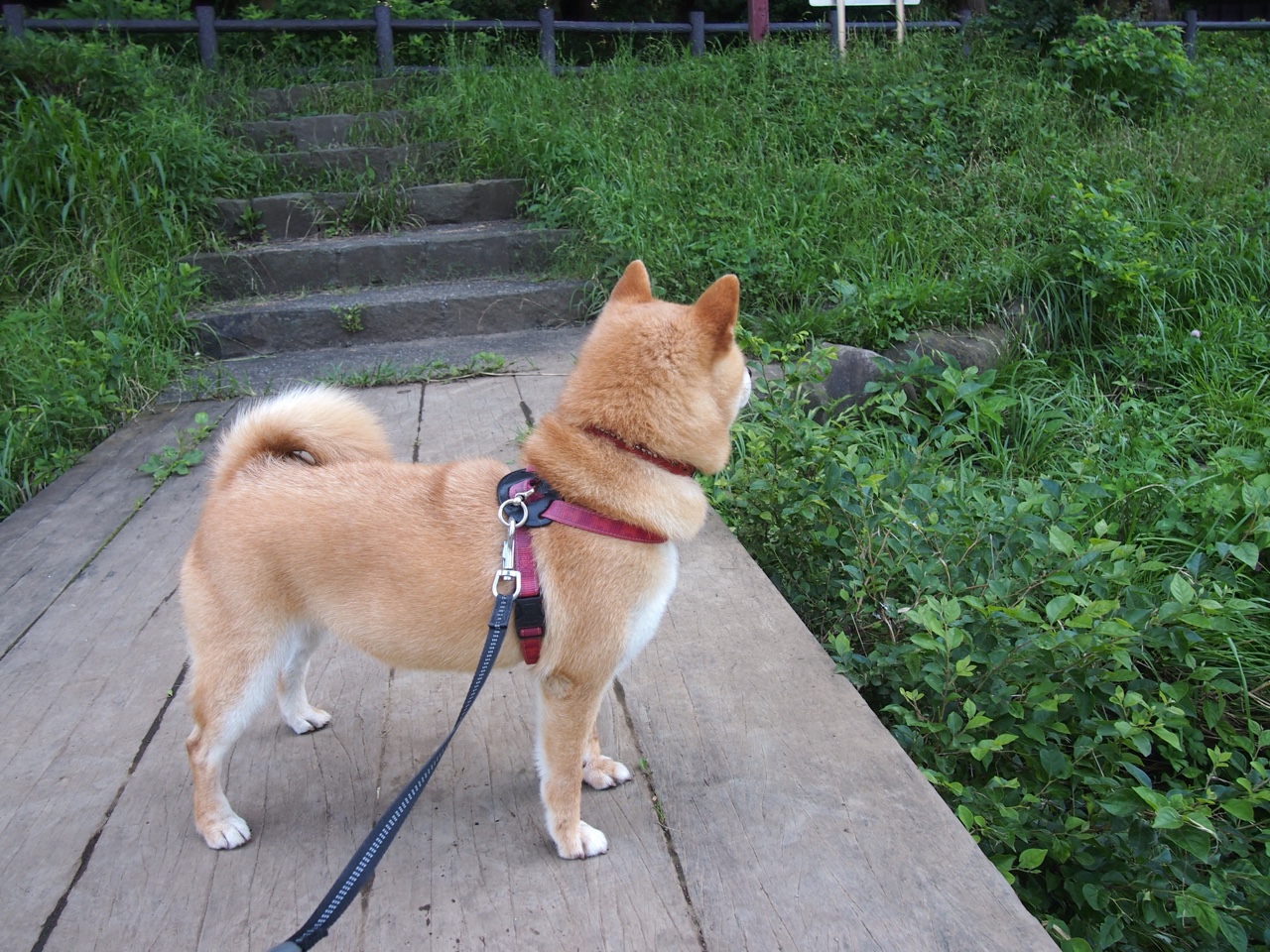 小贾伦关键节点连砍分数定乾坤，篮网压哨绝杀马刺引爆全场