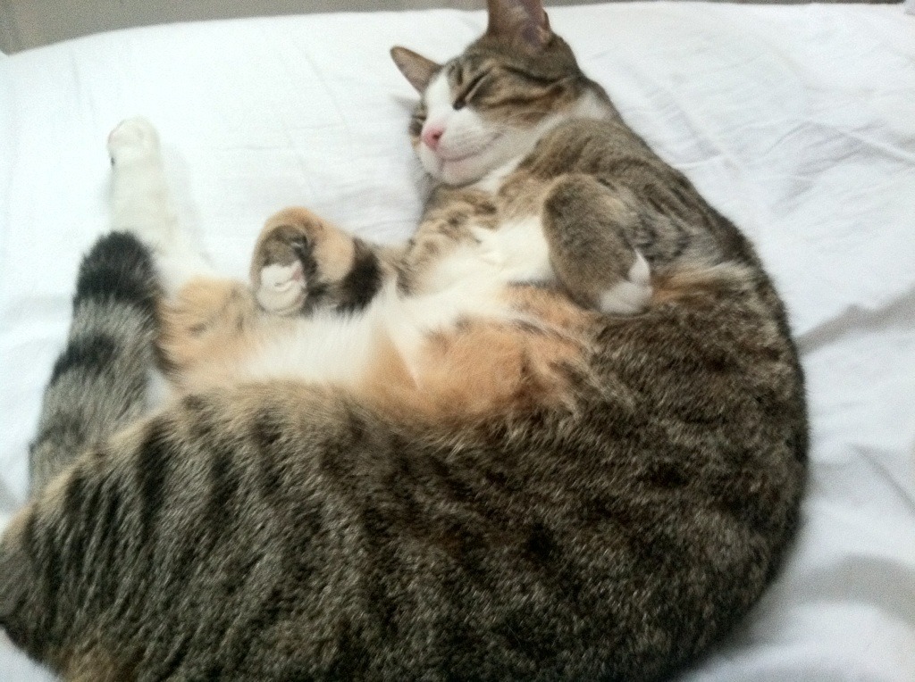 当赛道变身绿茵场，一场用轮胎演绎的威尔士式击溃—解析F1争冠战的马德里竞技困局