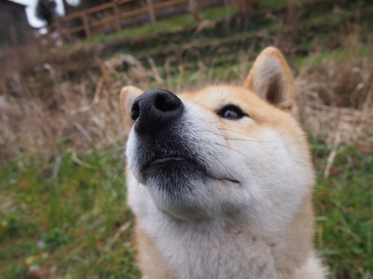 凤凰掠雪原，当福克斯的无解成为掘金高原的永恒谜题