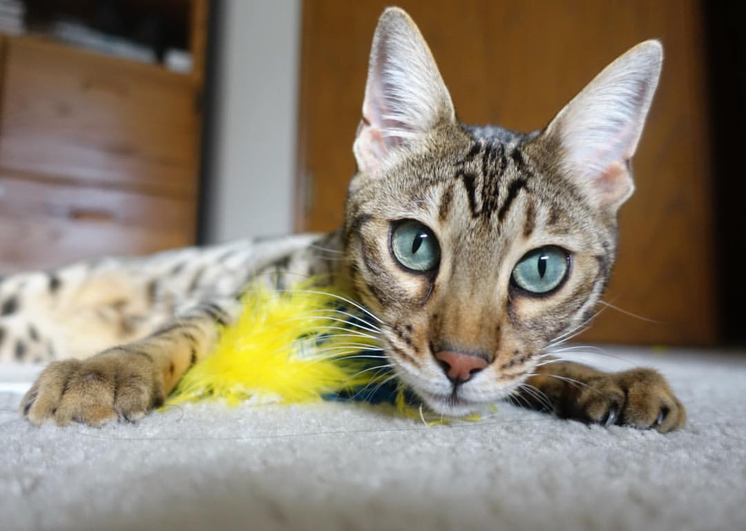 唯一性的启示，爱德华兹成为胜负手，新疆队的76人式强势晋级